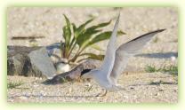Adult Least Tern with chick at the Shark River Inlet at Belmar.