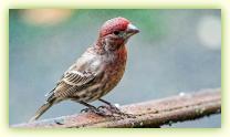 Red male House Finch on the railing of our front steps.