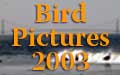 Link to Birds of 2003 albums
