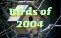 Link to Birds of 2004 albums