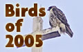 Links to Birds of 2005 albums