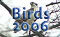 Link to Wanamassa Birds Blog