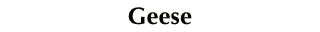 Geese