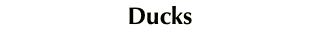 Ducks