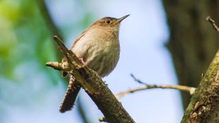 IMGP1380HouseWren1