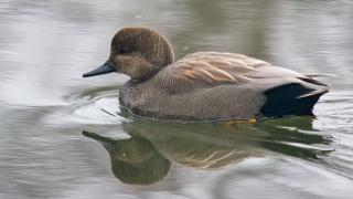 IMGP20946Gadwall