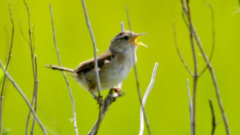 IMGP25920MarshWren