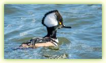 Male Hooded Merganser on the Shark River at Belmar Marina.