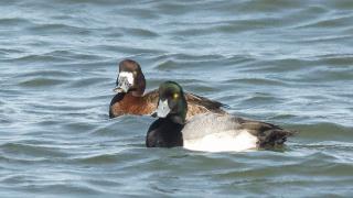 IMGP33661GreaterScaupPair