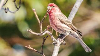 IMGP35337HouseFinch2