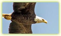 Close up of a Bald Eagle taken at bird show at Hayle in Cornwall UK.