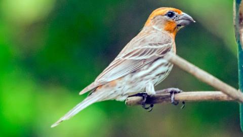 IMGP45322HOFI1403OrangeOnFeeder