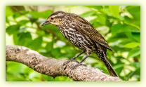 Female Red-winged Blackbird on a feeder support at Cattus Island, Toms River, NJ.