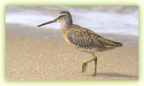 Short-billed Dowitcher in breeding plumage at Sandy Hook, NJ.