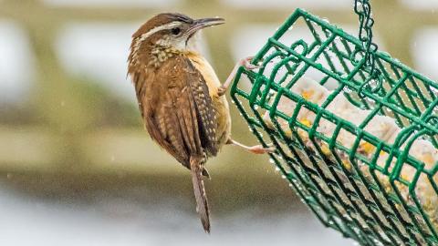 IMGP72035CARW0114SuetFeeder