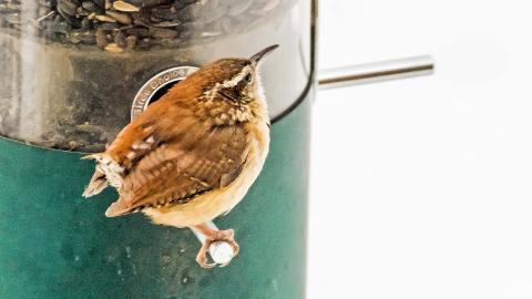IMGP72983CARW0101NoTailMainFeeder