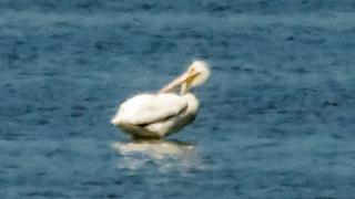 Brown Pelican Photos