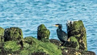 Brown Pelican Photos