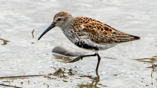 IMIP1638DUNL1605BreedPlumage