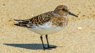 IMIP4328SAND0800BreedingPlumage