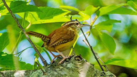 IMIP5062CARW2232Perched