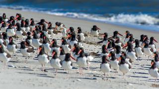 IMJP7351BLSKAMOYs2238FlockOnBeach