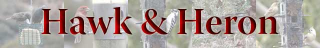 Hawk & Heron