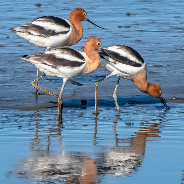Song Sparrow on front lawn