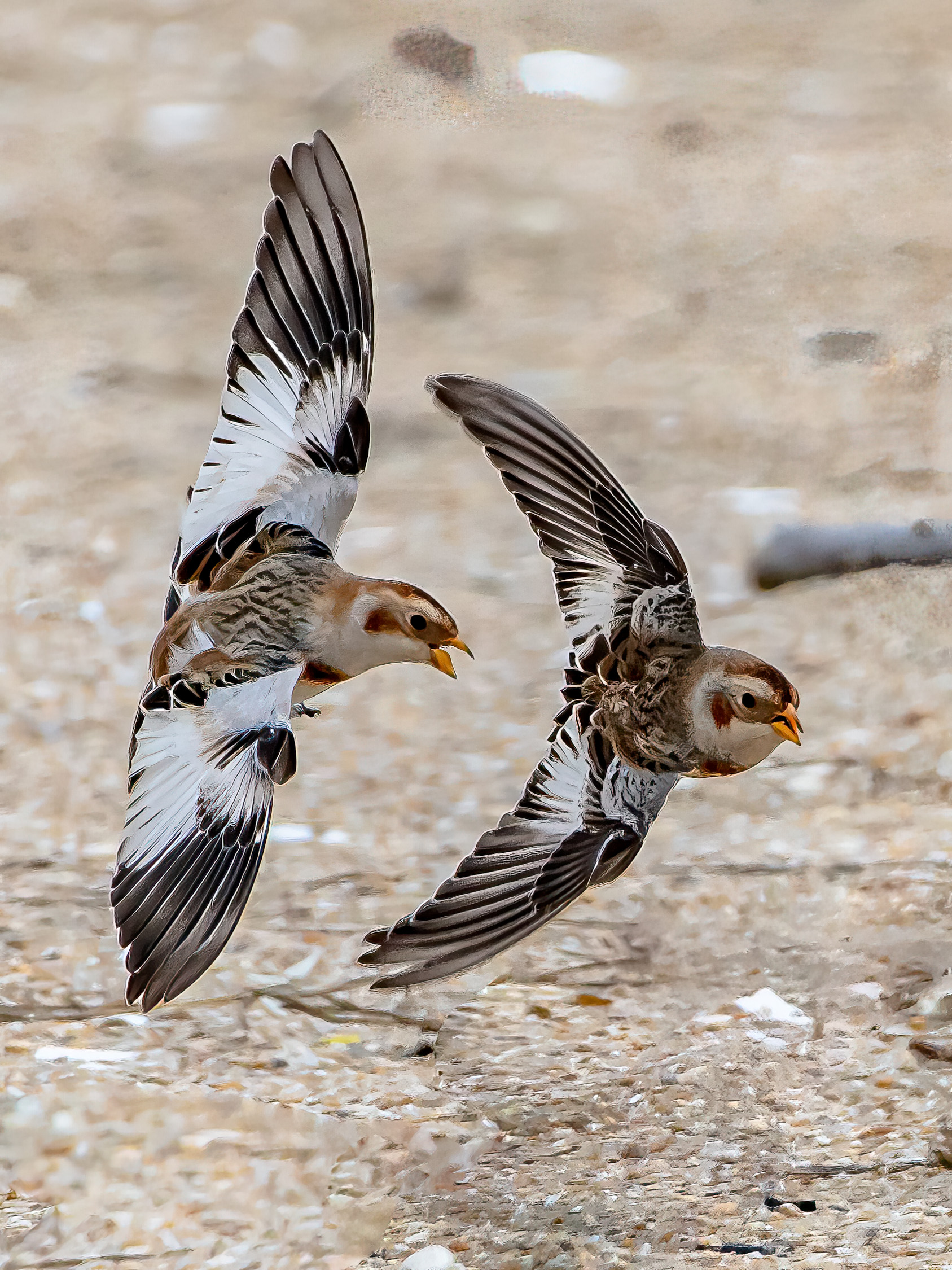 K1FD2292_SNBU_0800_OnLotIBeach