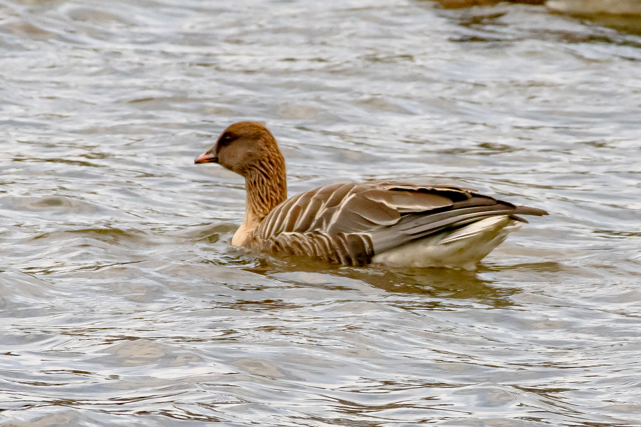 For most of the time, the Pink-Footed Goose simply rested on the lake.