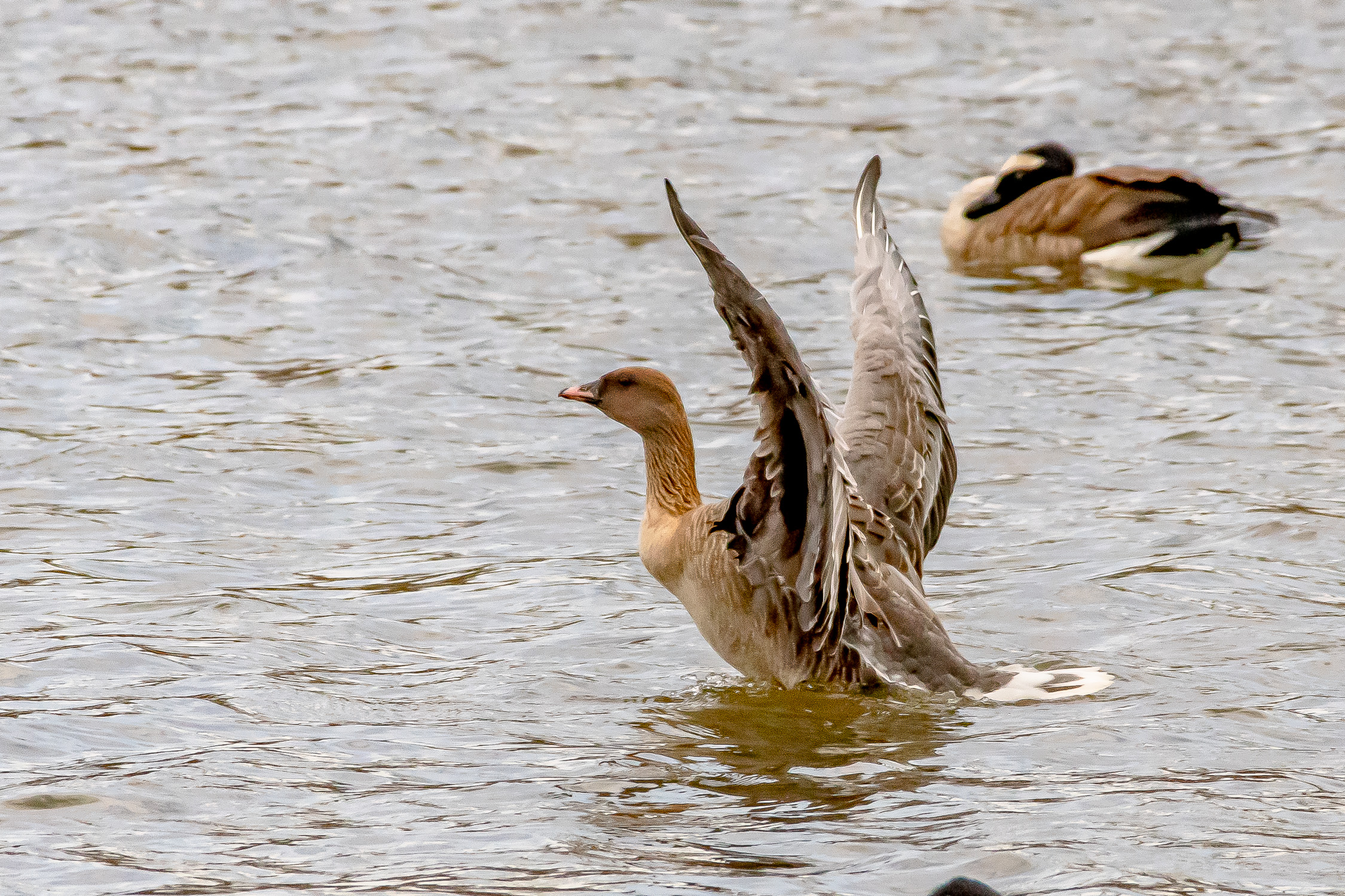 But then, the Pink-Footed Goose streched its wings.