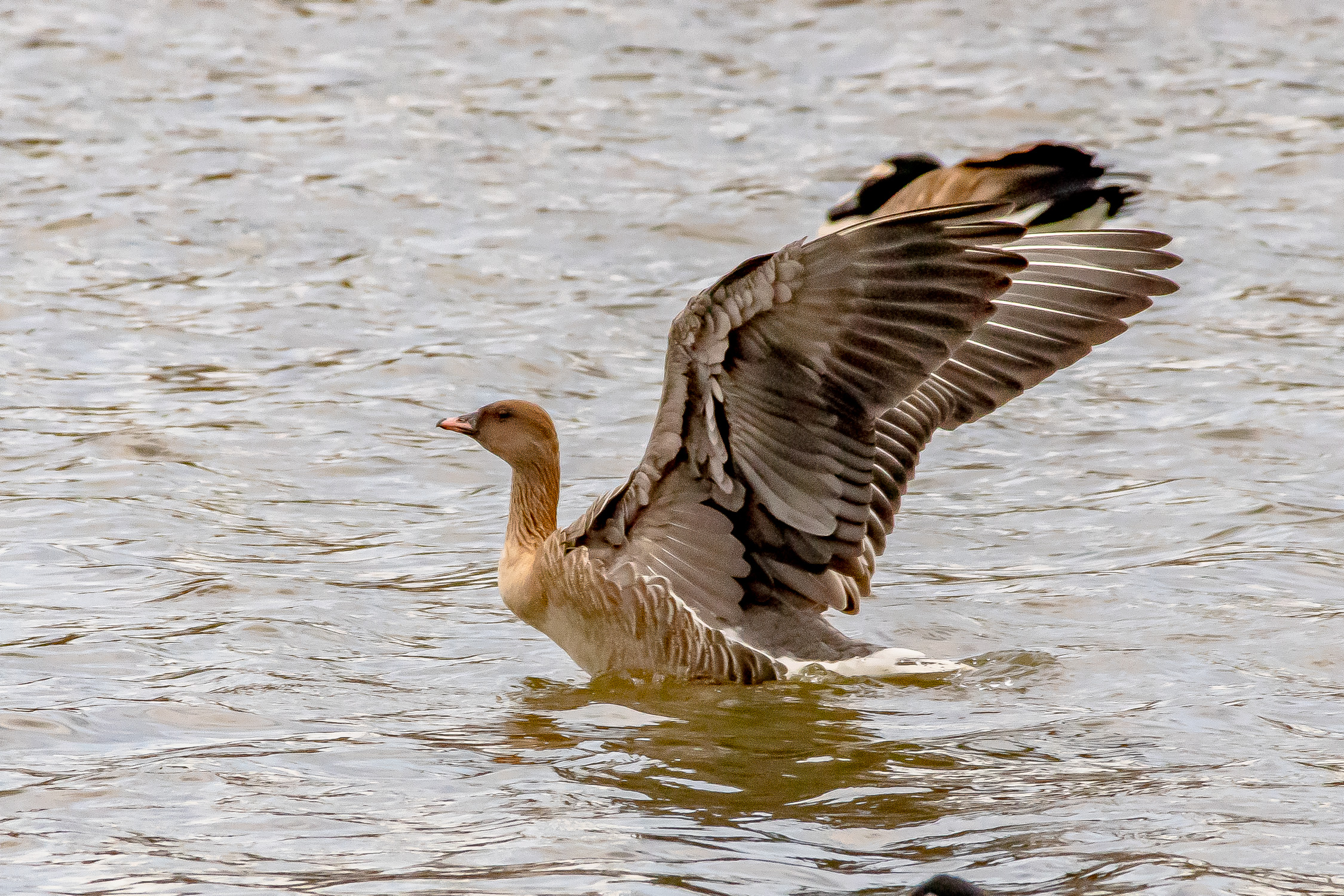 This was the moment of full extension. What magnificence!