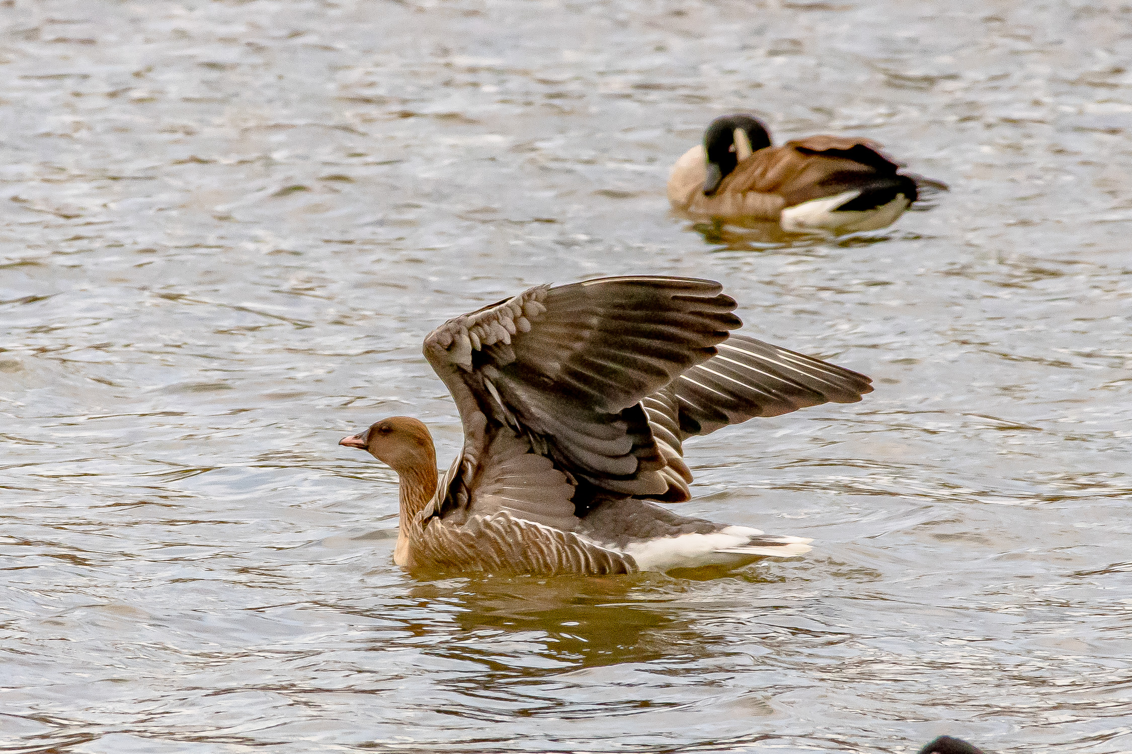 Shortly after this, the whole flock took to the air and headed south.