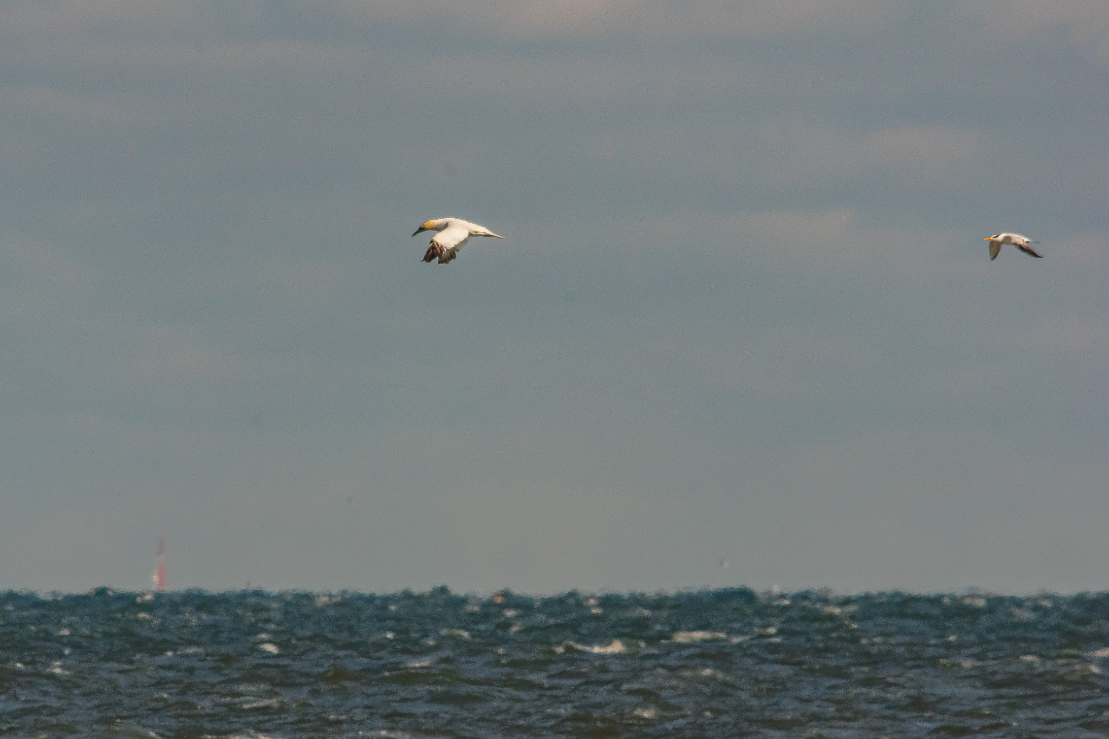 Ocean Birds category image