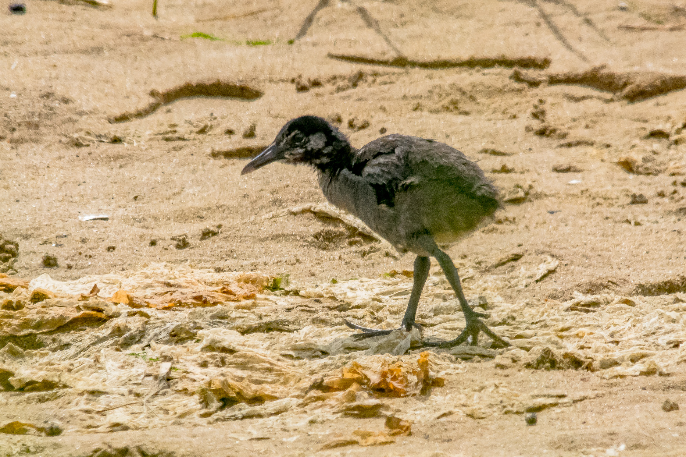 IMGP9598_CLRA_0800_Juvenile