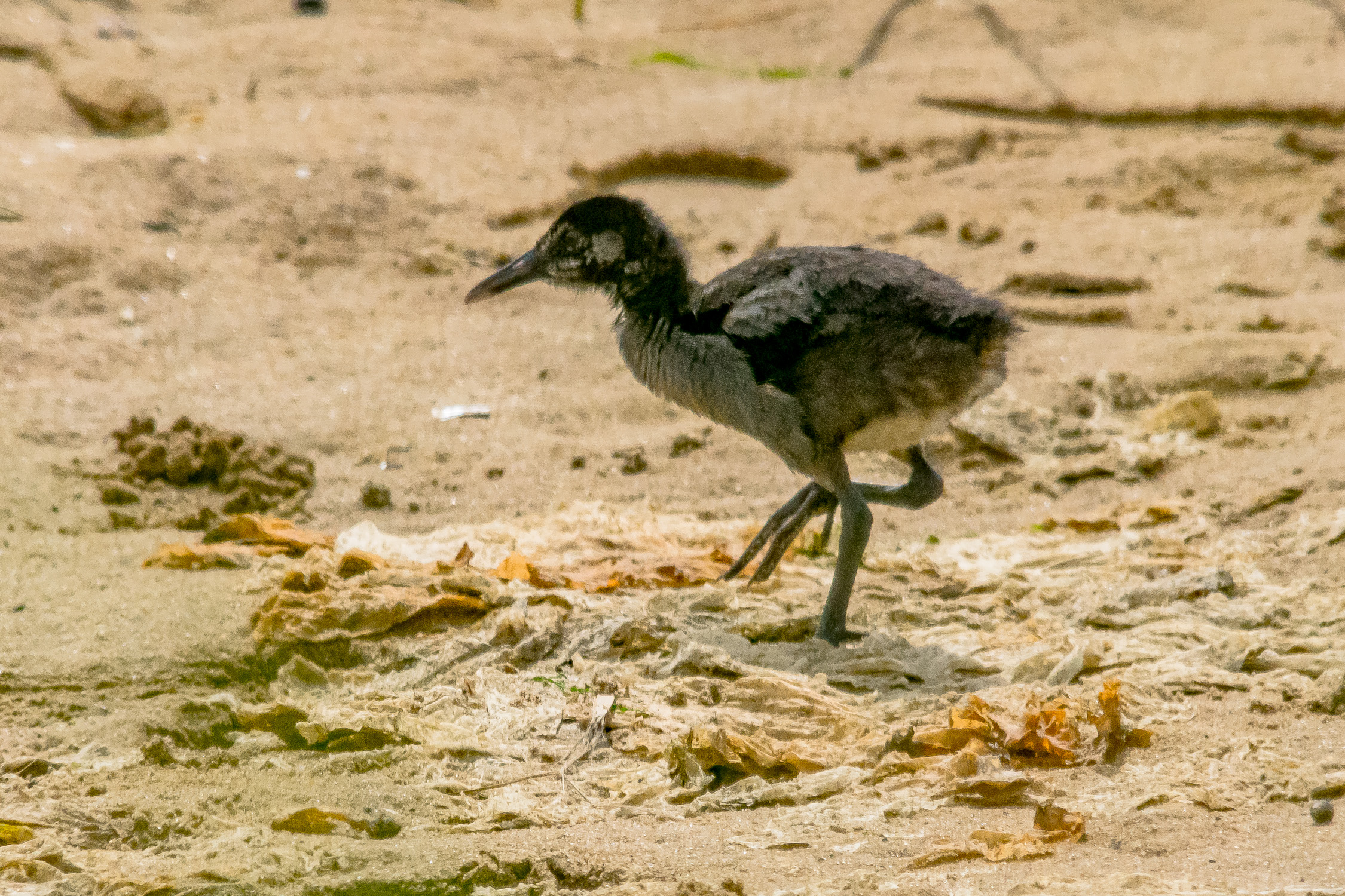 IMGP9601_CLRA_0800_Juvenile