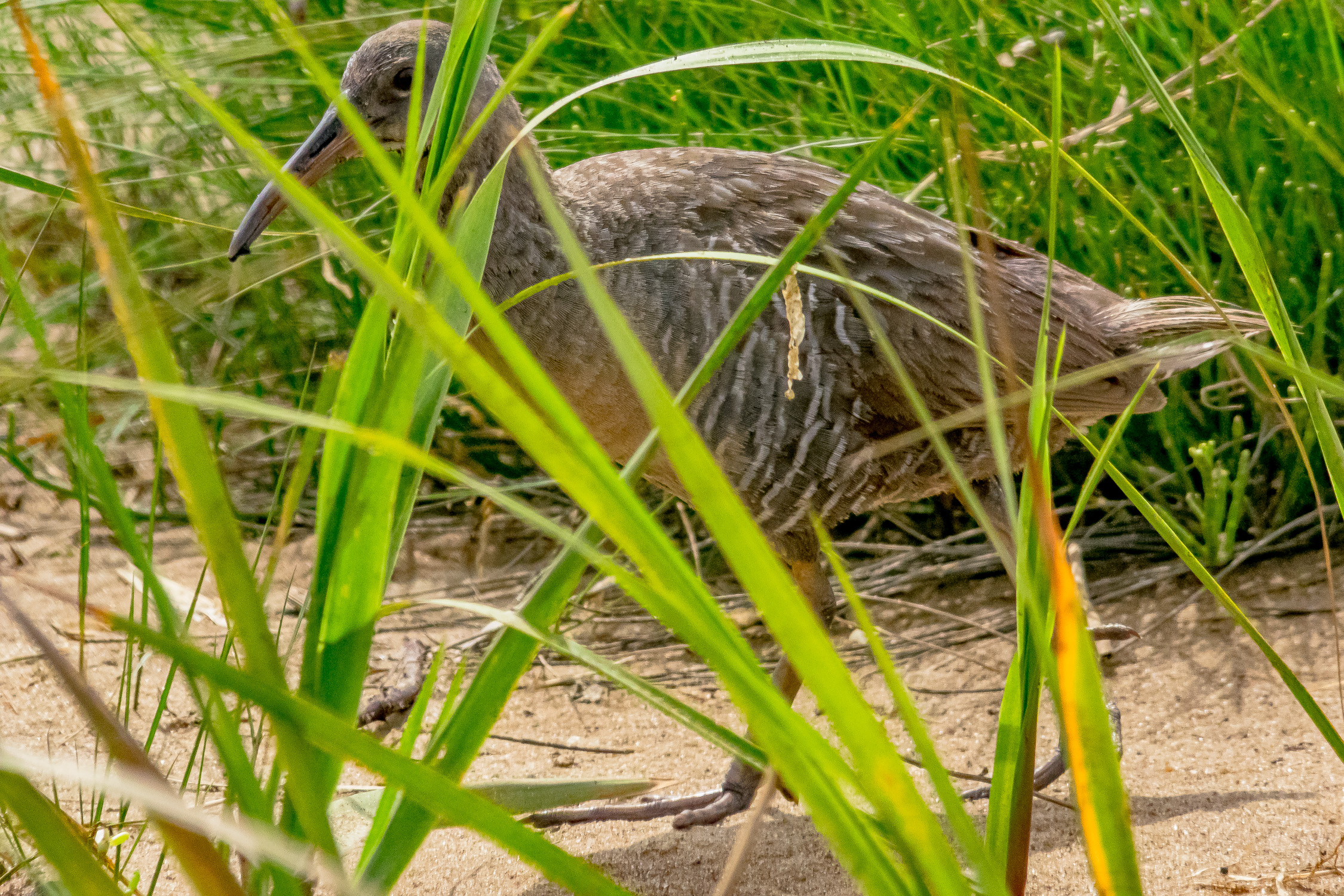 IMGP9616_CLRA_0800_Adult