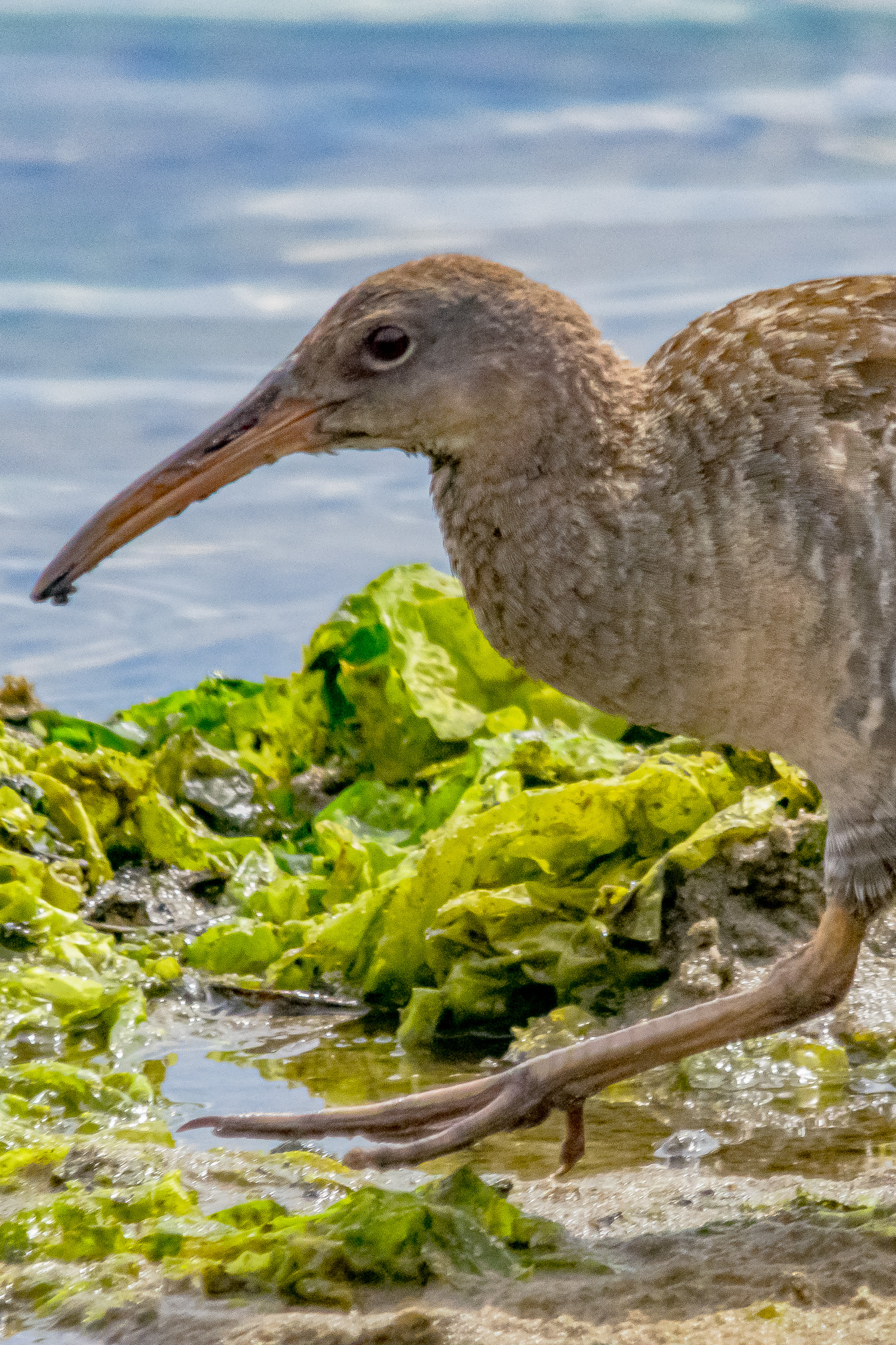 IMGP9634_CLRA_0800_Adult