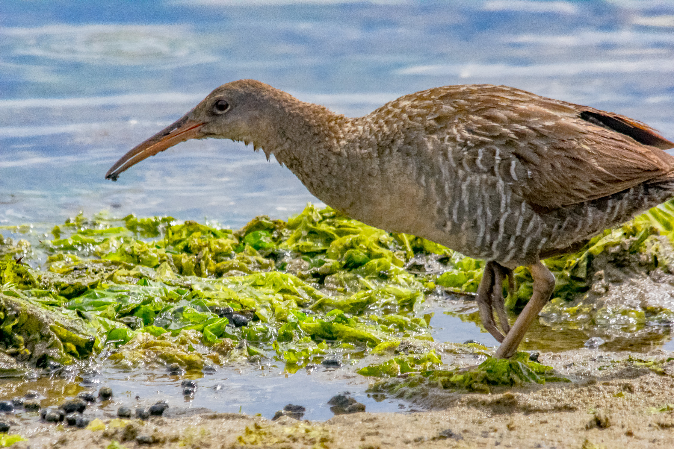 IMGP9635_CLRA_0800_Adult