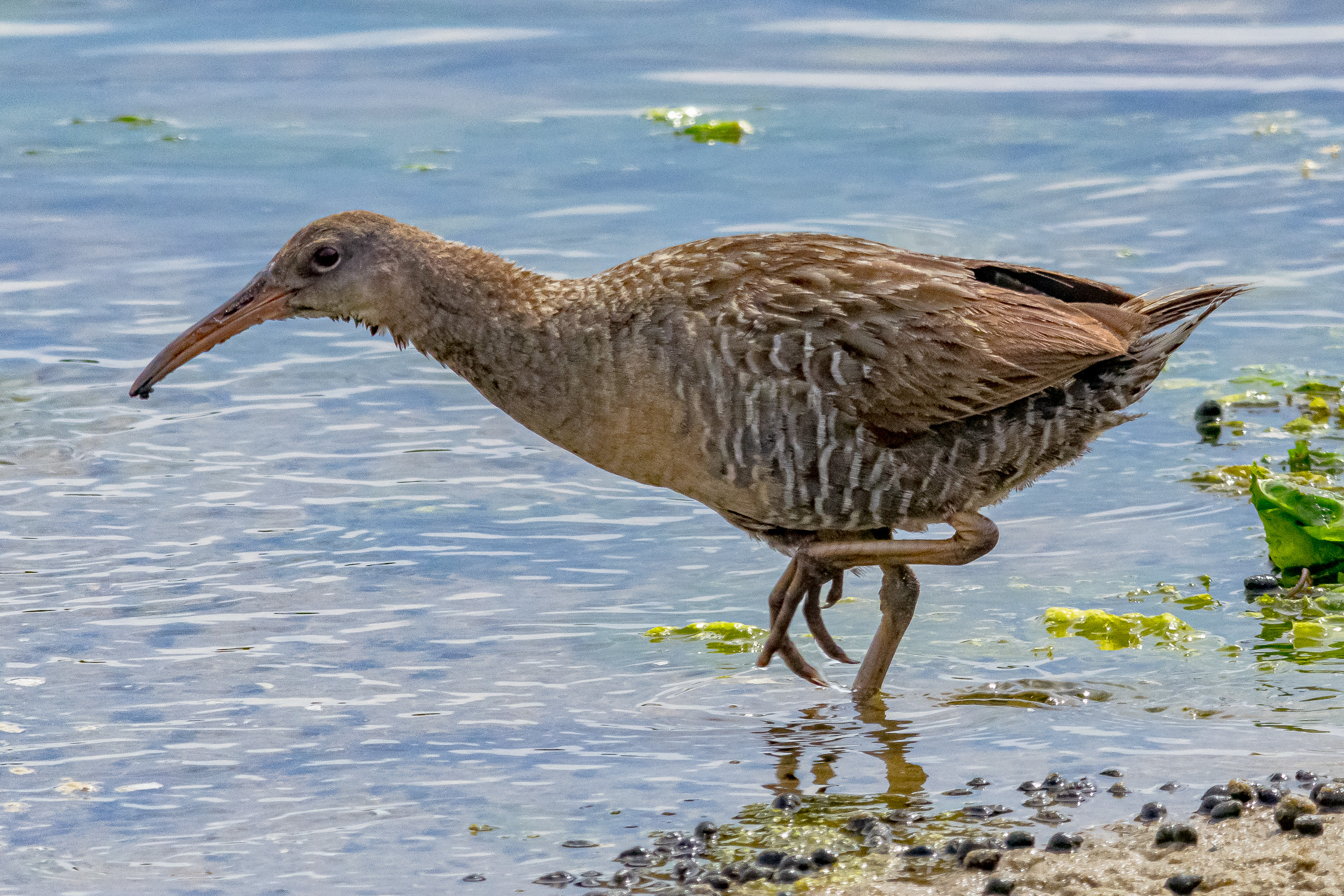 IMGP9636_CLRA_0800_Adult