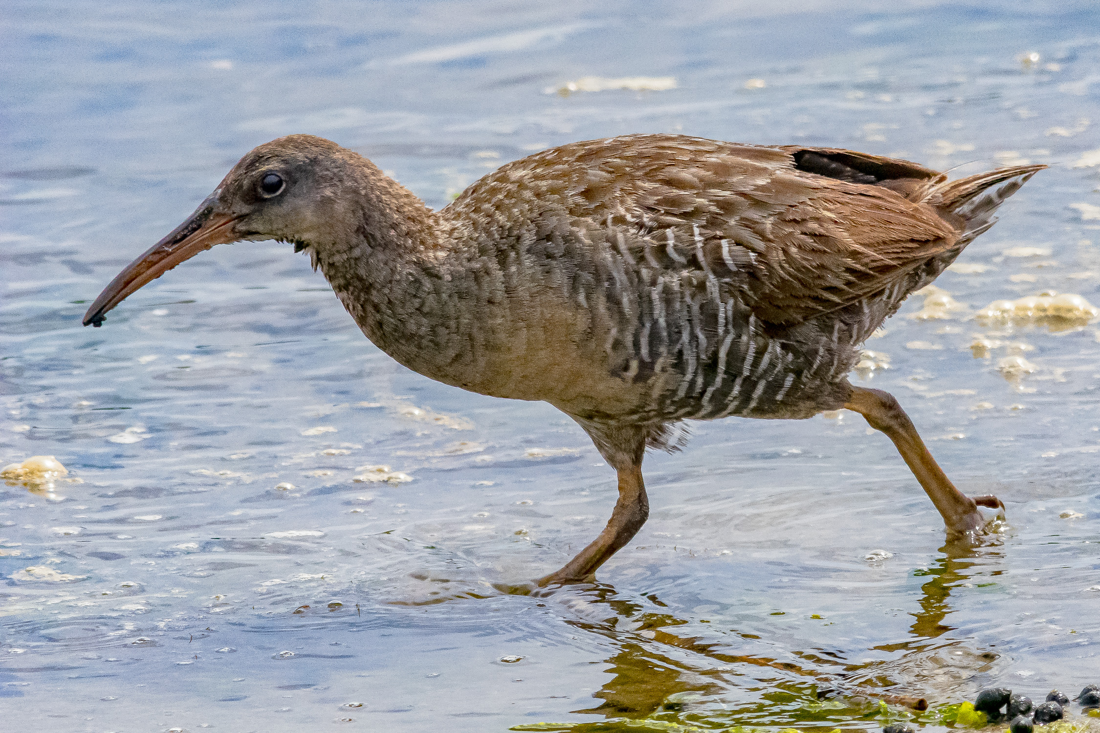 IMGP9649_CLRA_0800_Adult