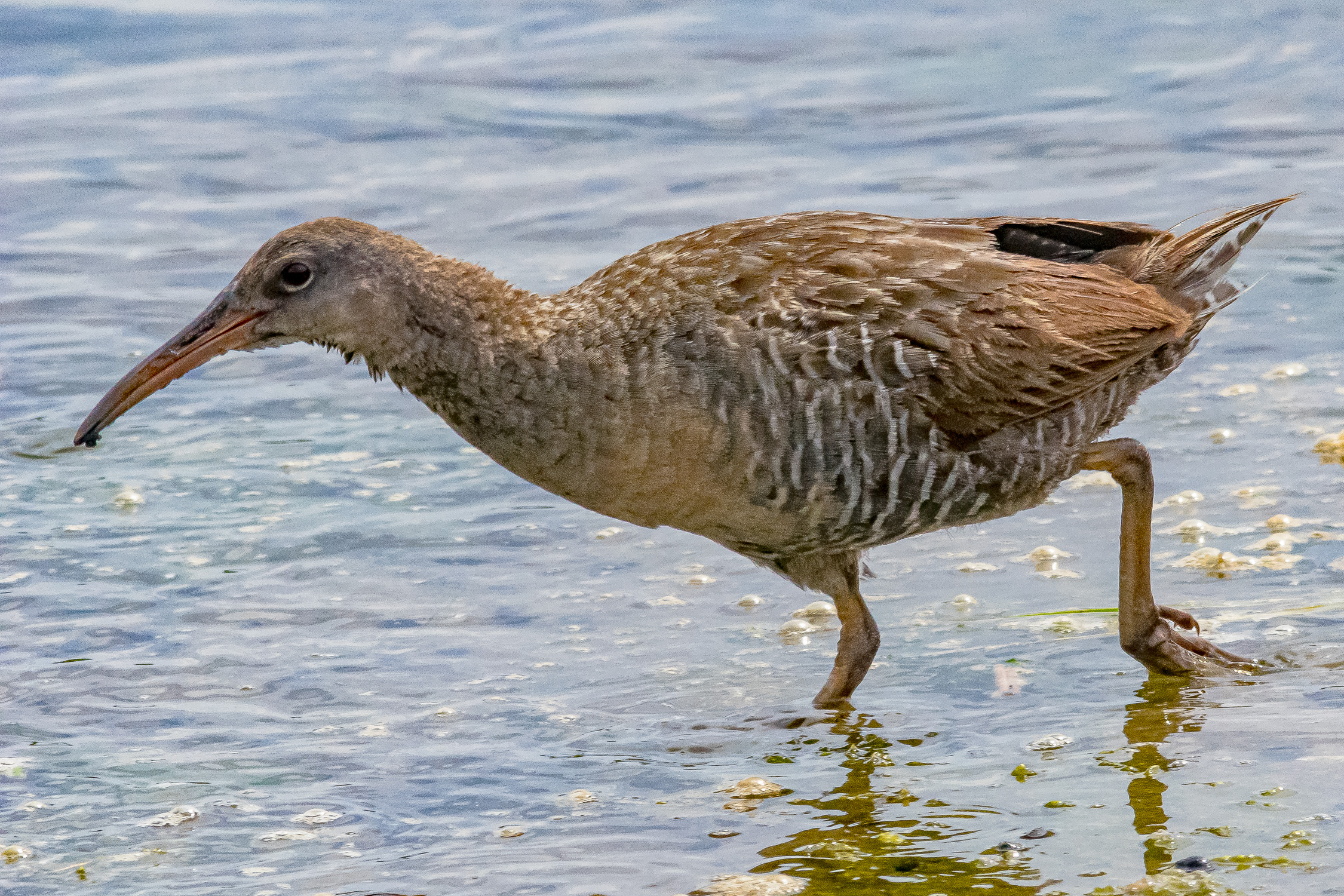 IMGP9649_CLRA_0800_Adult