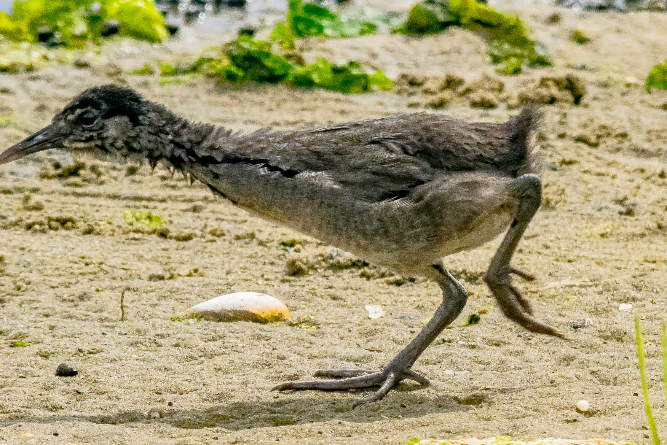 IMGP9654_CLRA_0800_Juvenile