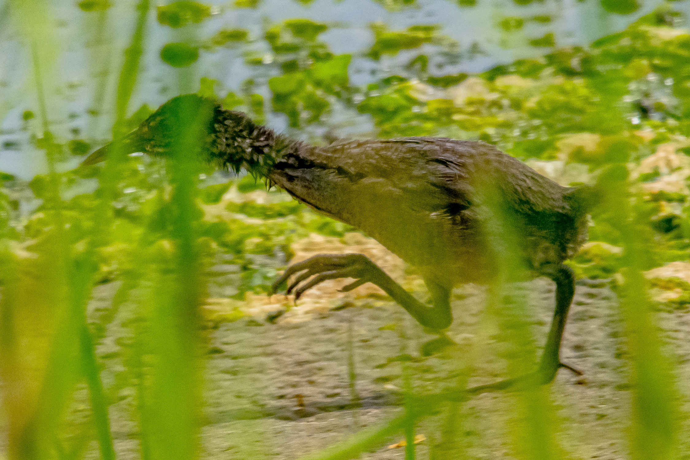 IMGP9661_CLRA_0800_Juvenile