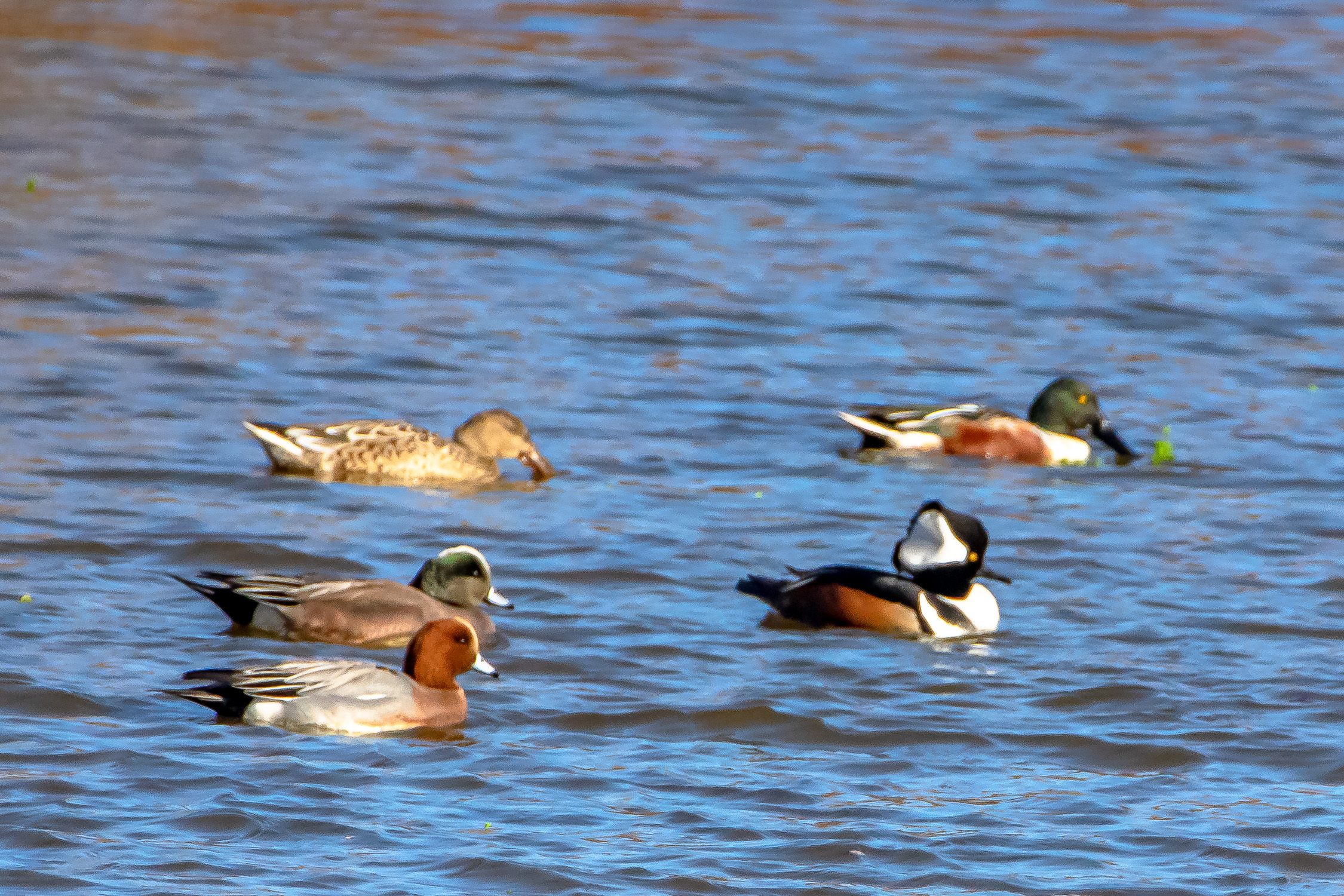 Ducks category image