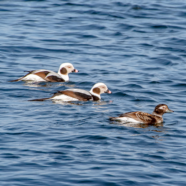 Long Tailed Ducks