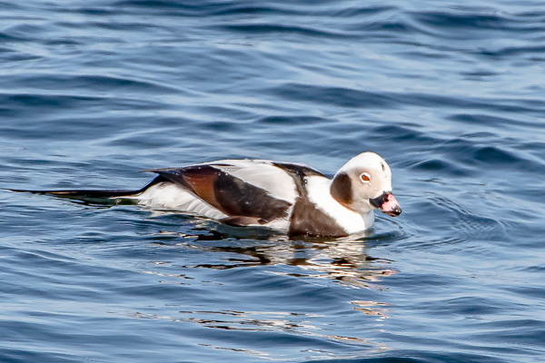 Long-tailed Duck