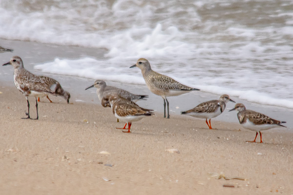 Shore birds at Sandy Hook