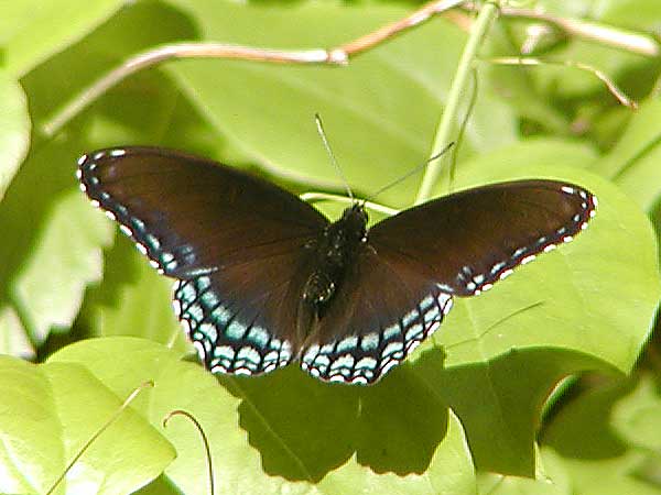 butterfly.jpg