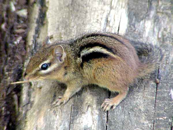 chipmunk.jpg